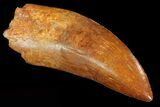 Carcharodontosaurus Tooth - Great Serrations #71102-1